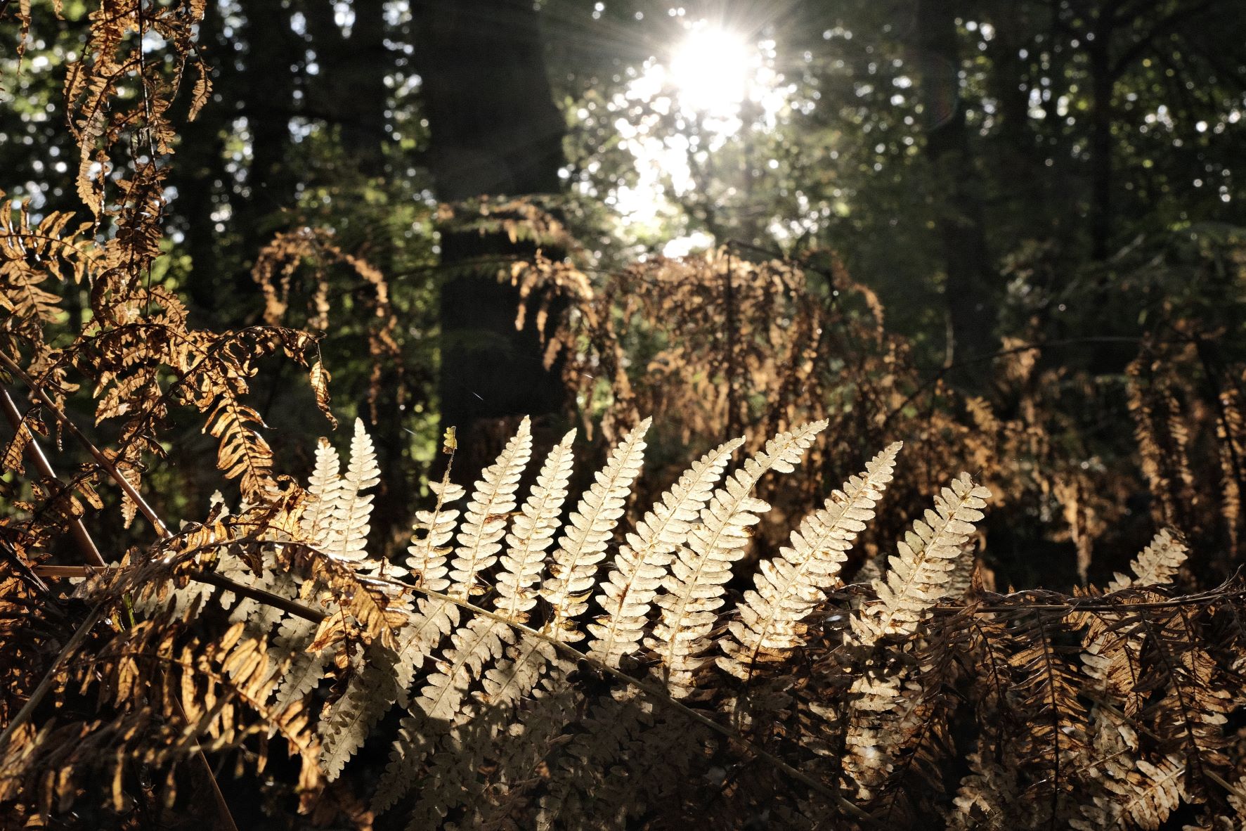 Nostalgic Standard film recipe sample photo