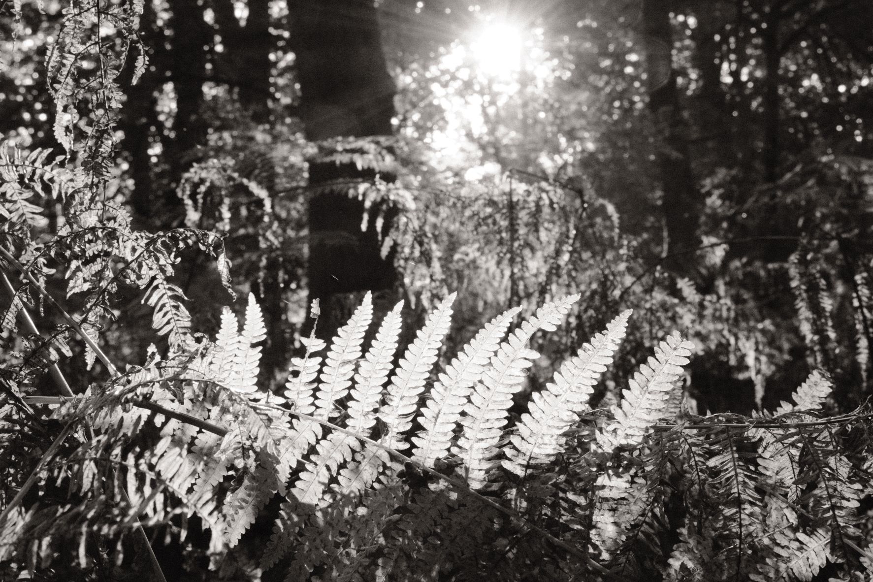Monographic film recipe sample photo