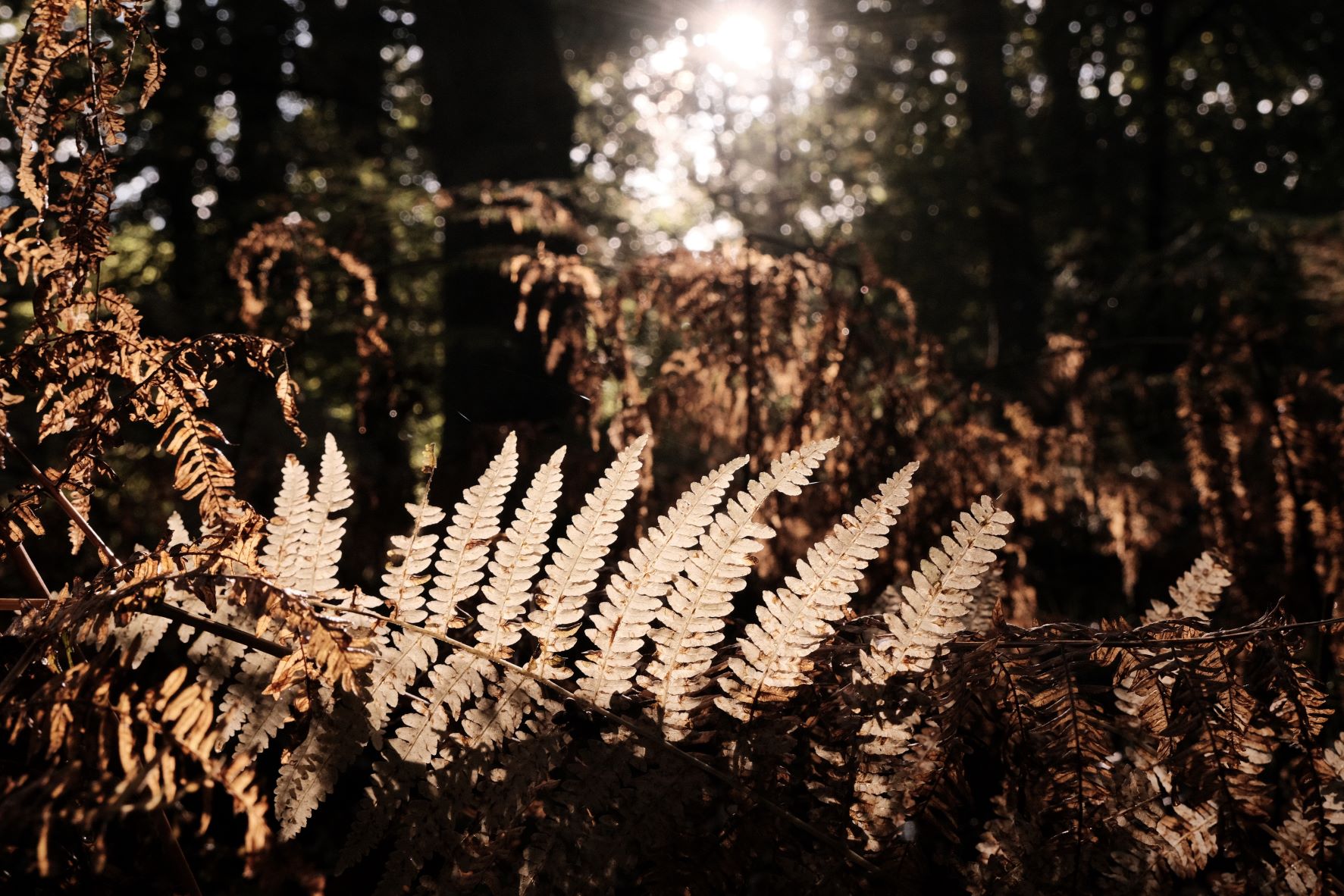 Deep Forest film recipe sample photo