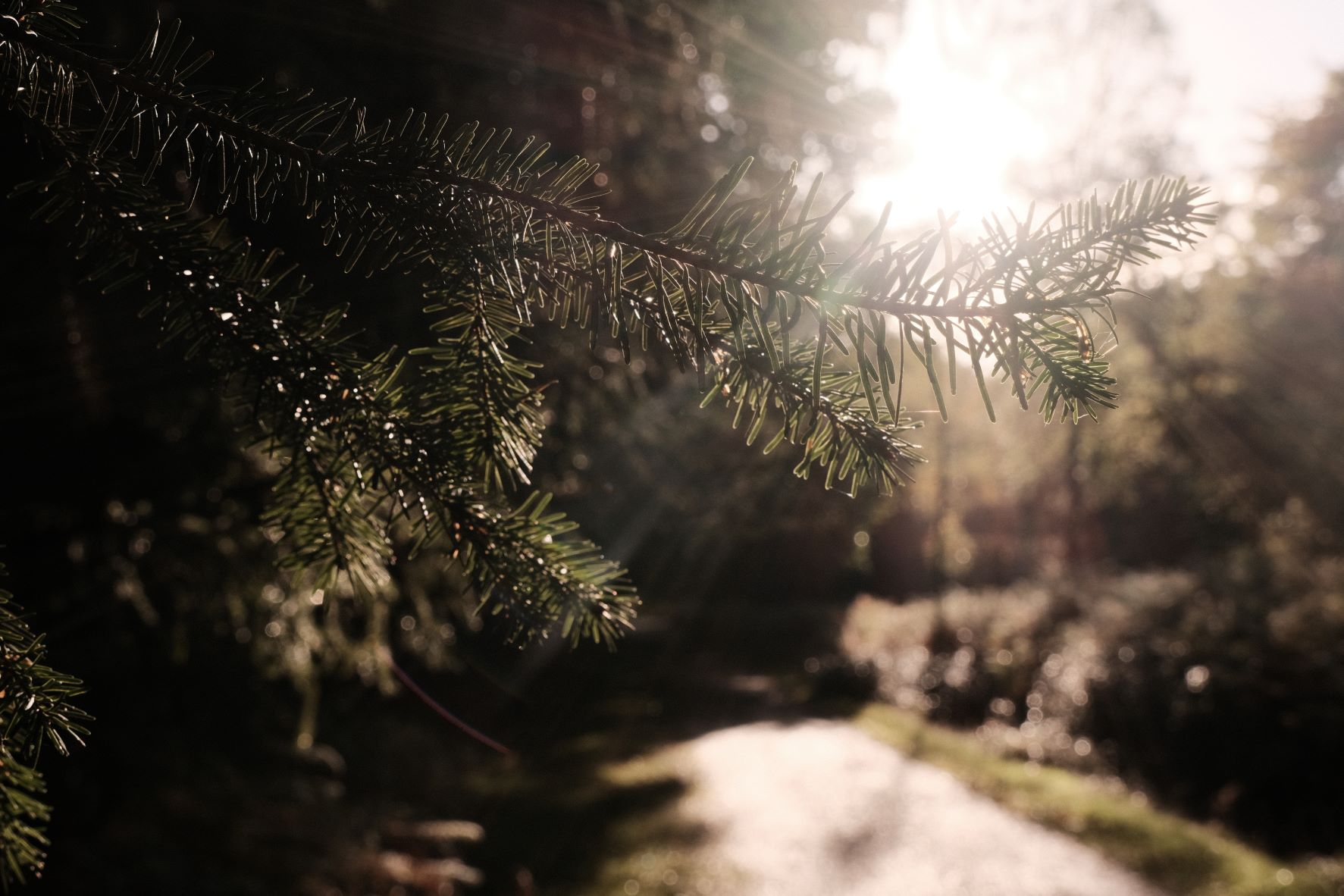 Deep Forest film recipe sample photo