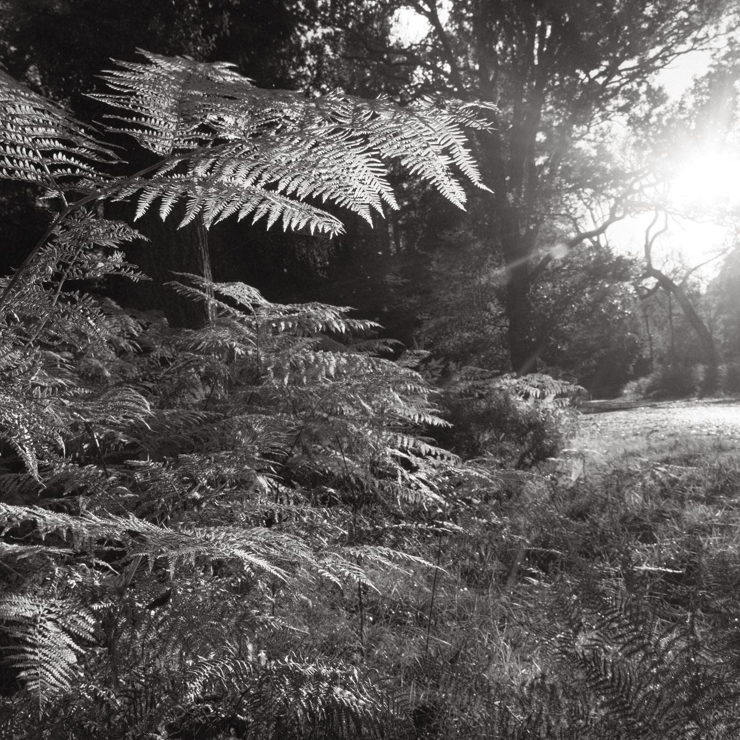 Soft Acros film recipe sample photo