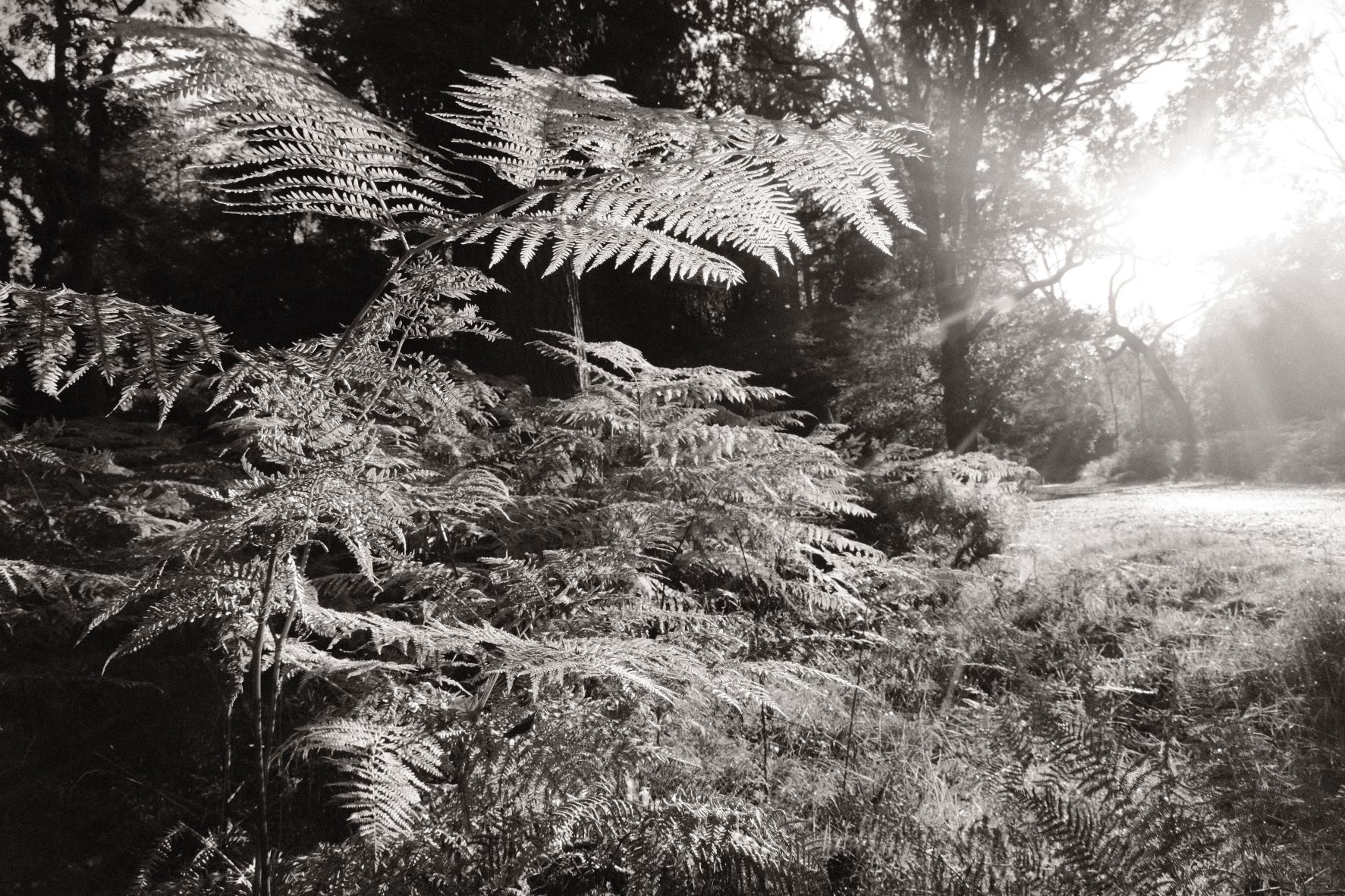 Monographic film recipe sample photo