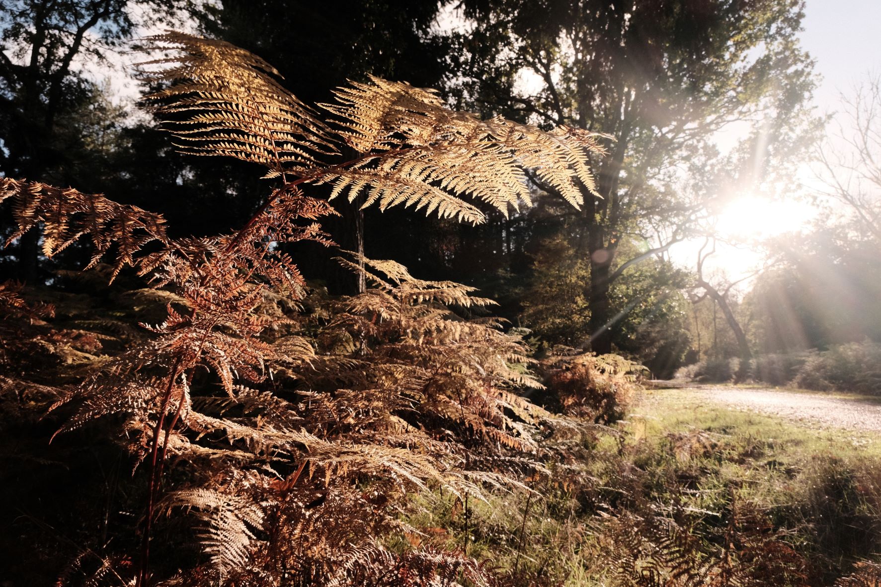 Deep Forest film recipe sample photo