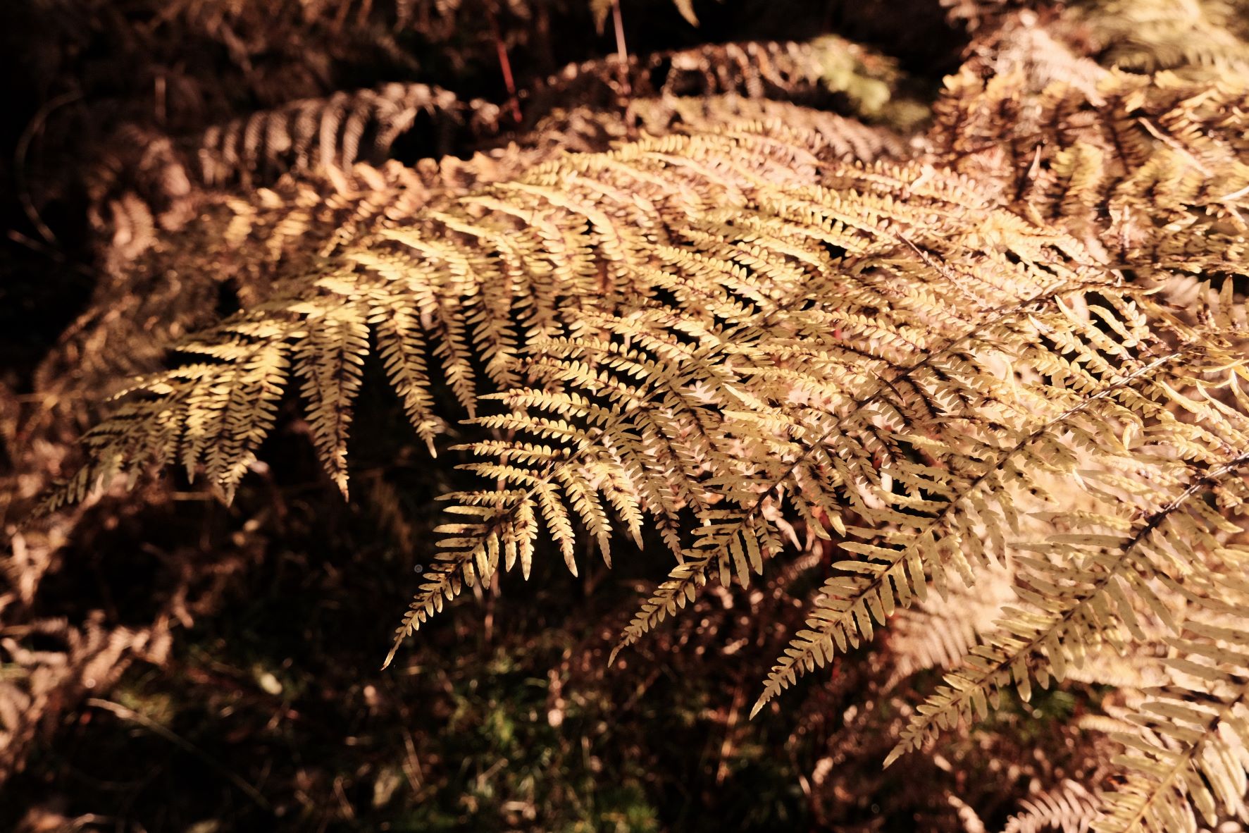 Deep Forest film recipe sample photo