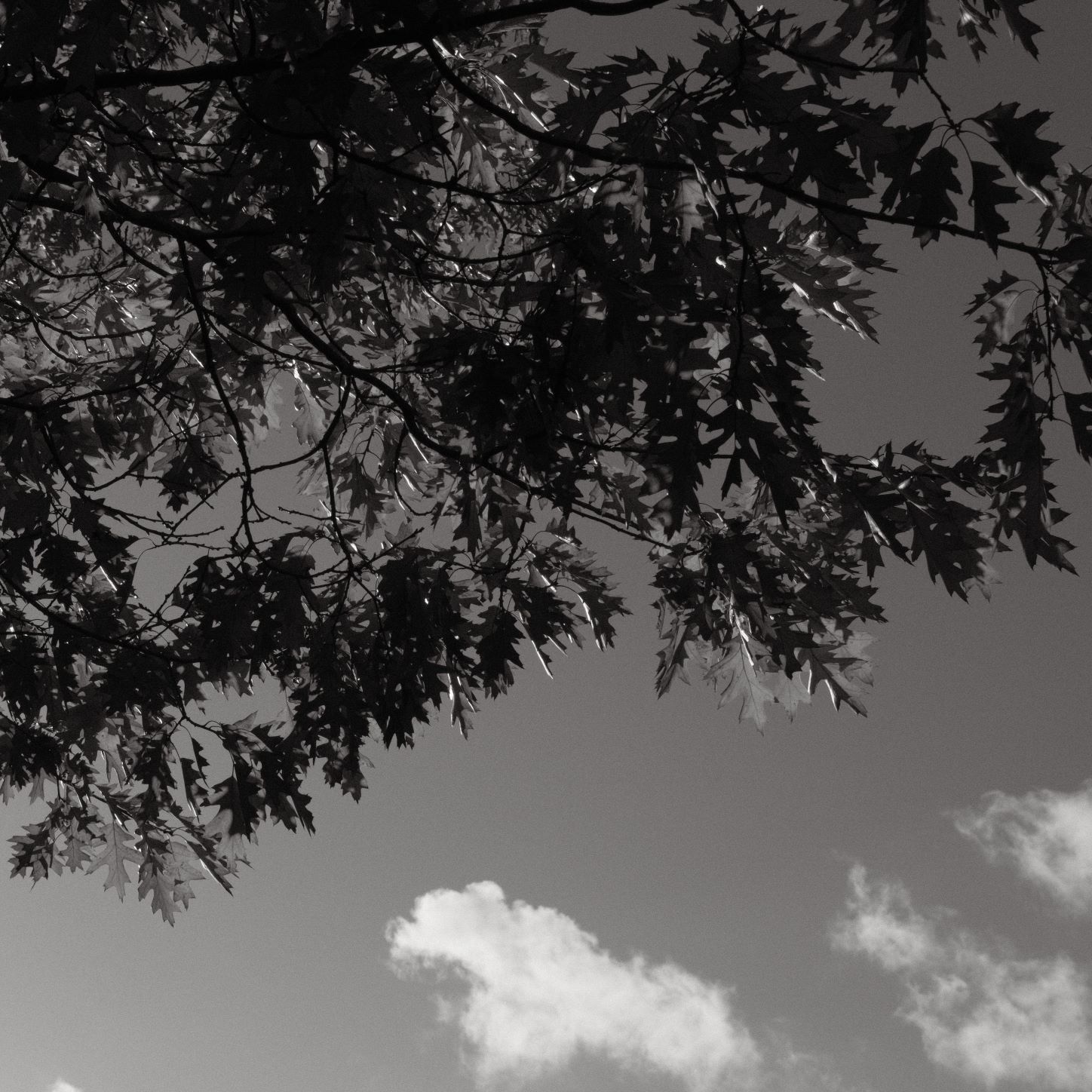 Soft Acros film recipe sample photo