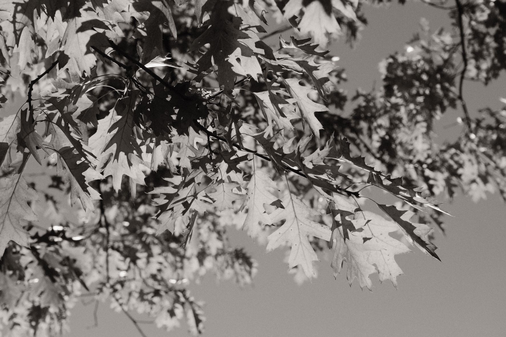 Monographic film recipe sample photo