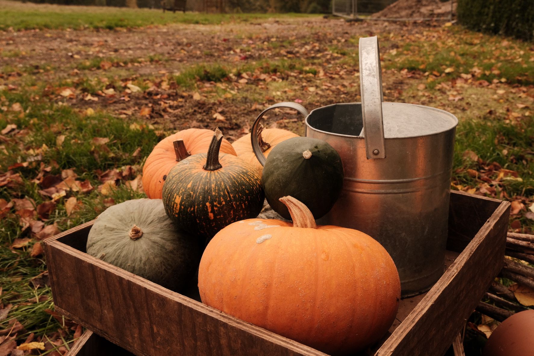 Pumpkin Patch film recipe sample photo