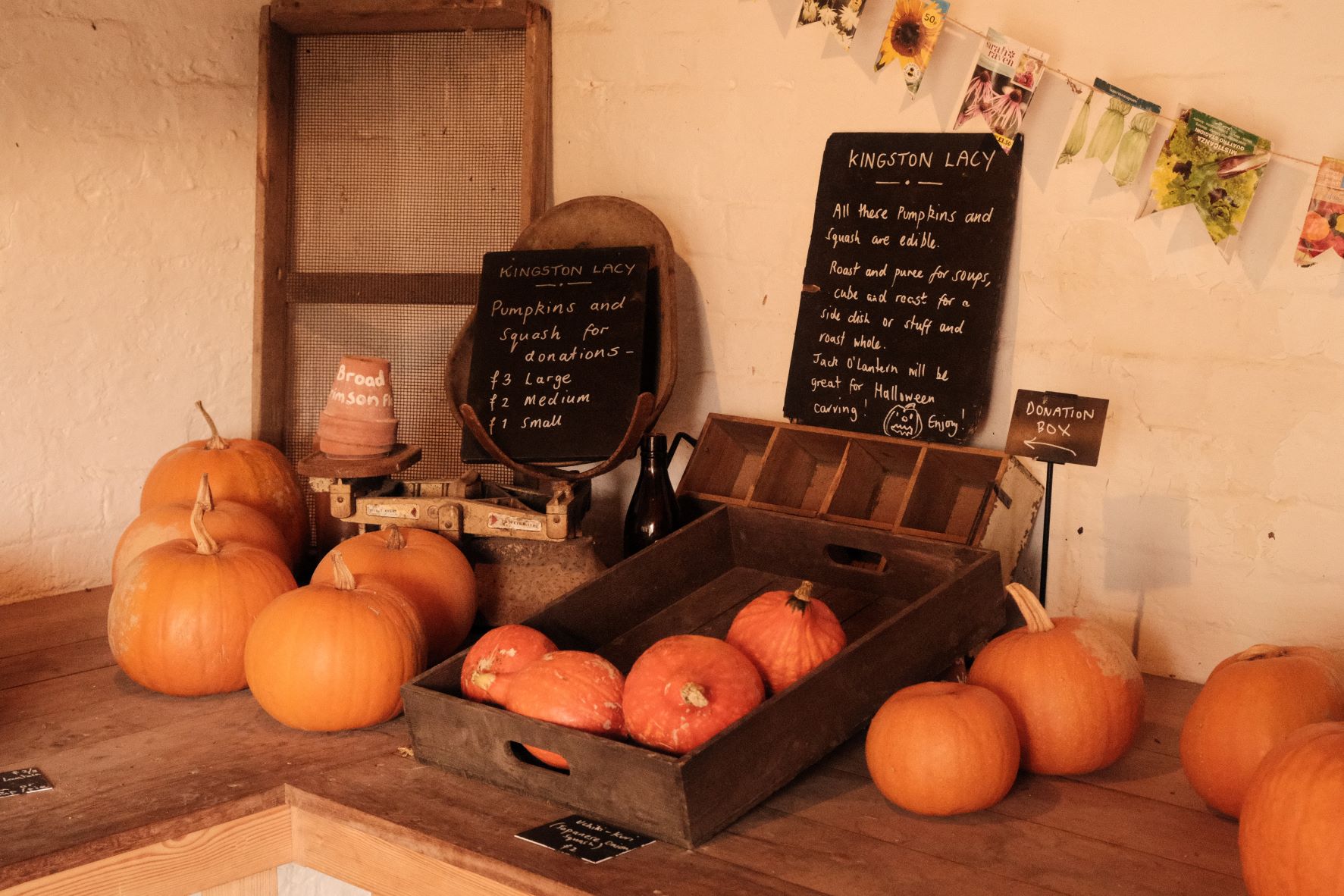 Pumpkin Patch film recipe sample photo