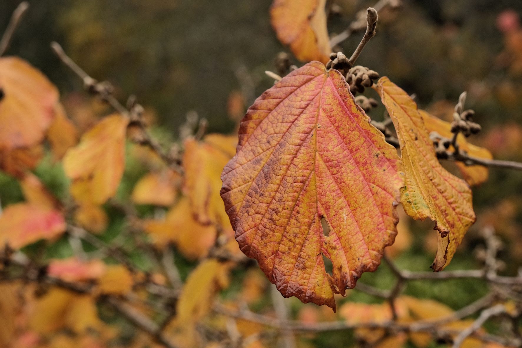 Nostalgic Standard film recipe sample photo