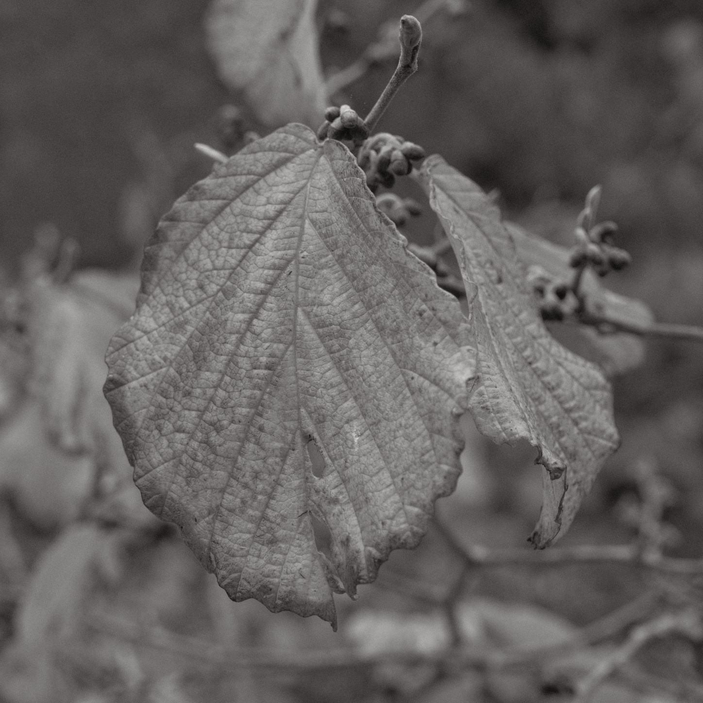 Soft Acros film recipe sample photo