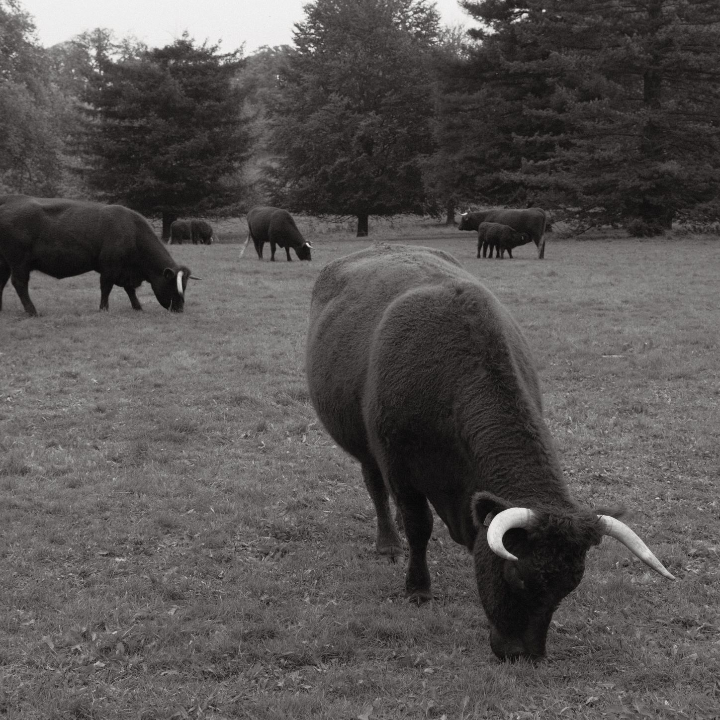 Soft Acros film recipe sample photo