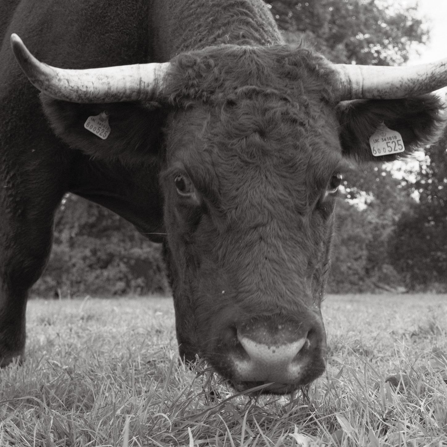 Soft Acros film recipe sample photo