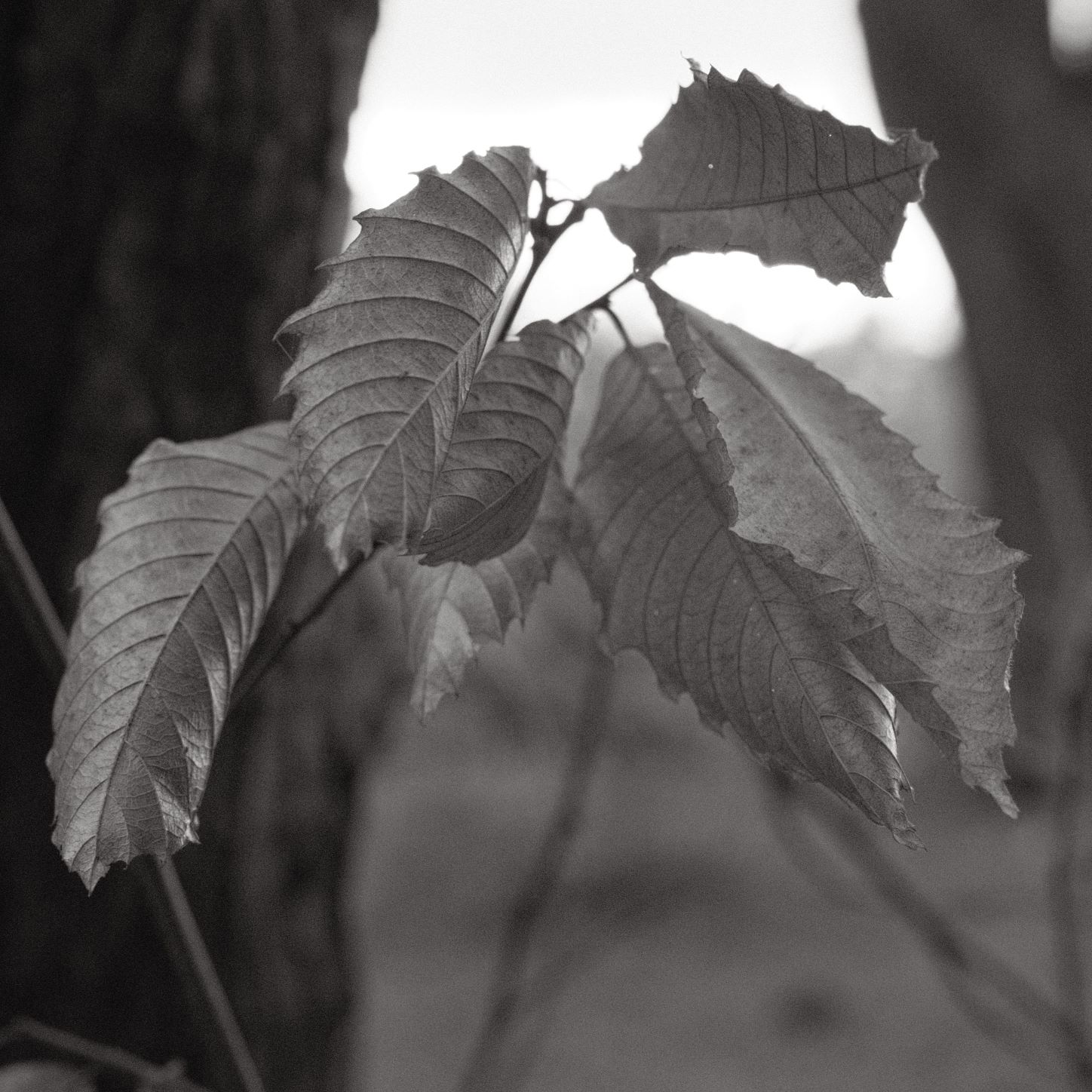 Soft Acros film recipe sample photo