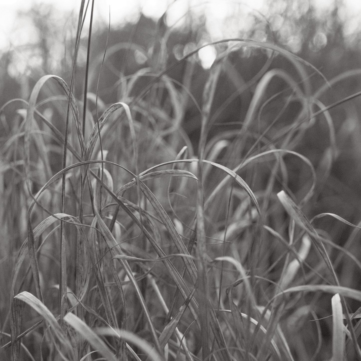 Soft Acros film recipe sample photo