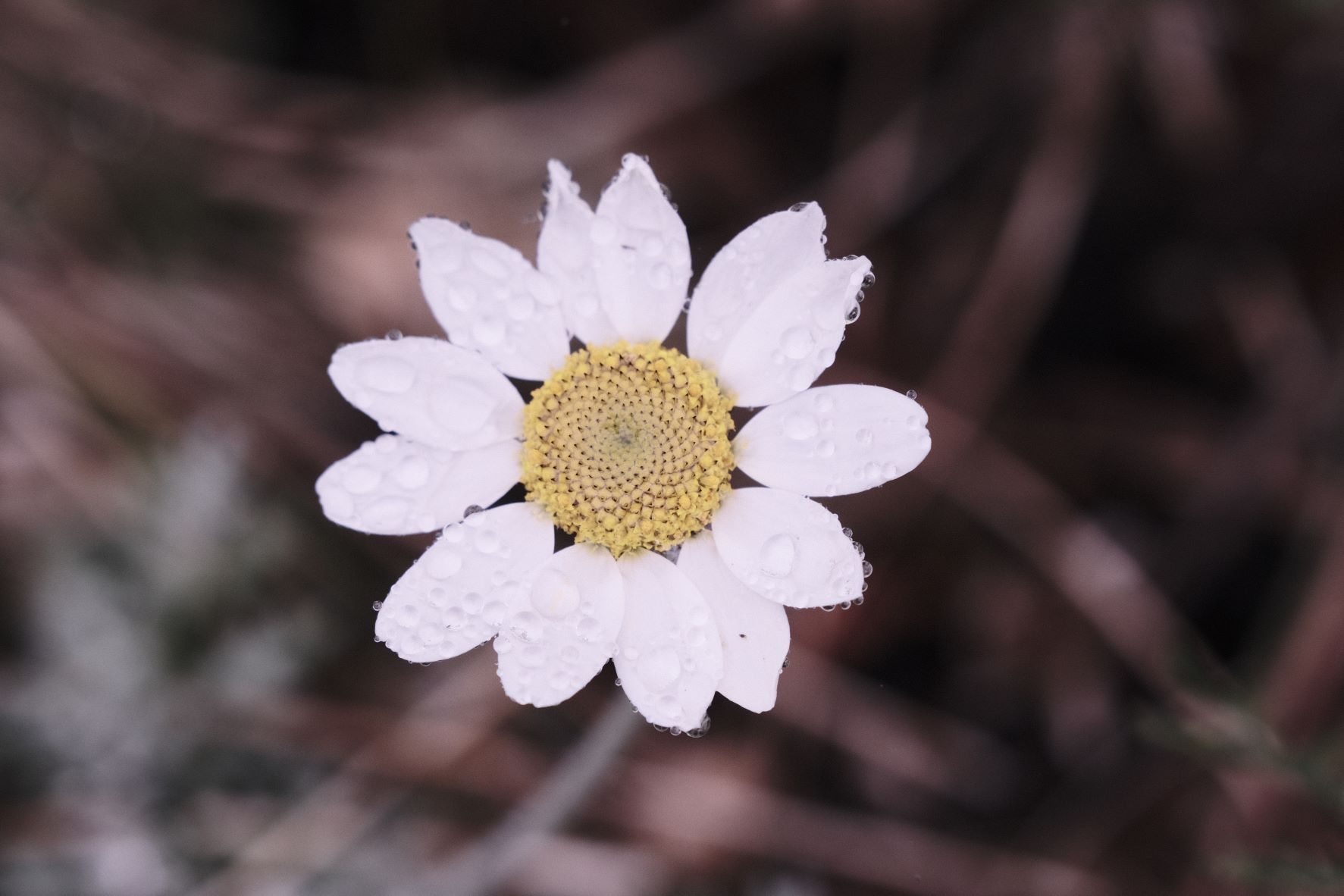 Ultraviolet film recipe sample photo