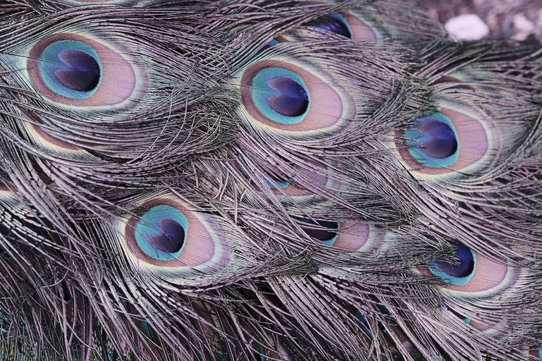 Ultraviolet film recipe sample photo