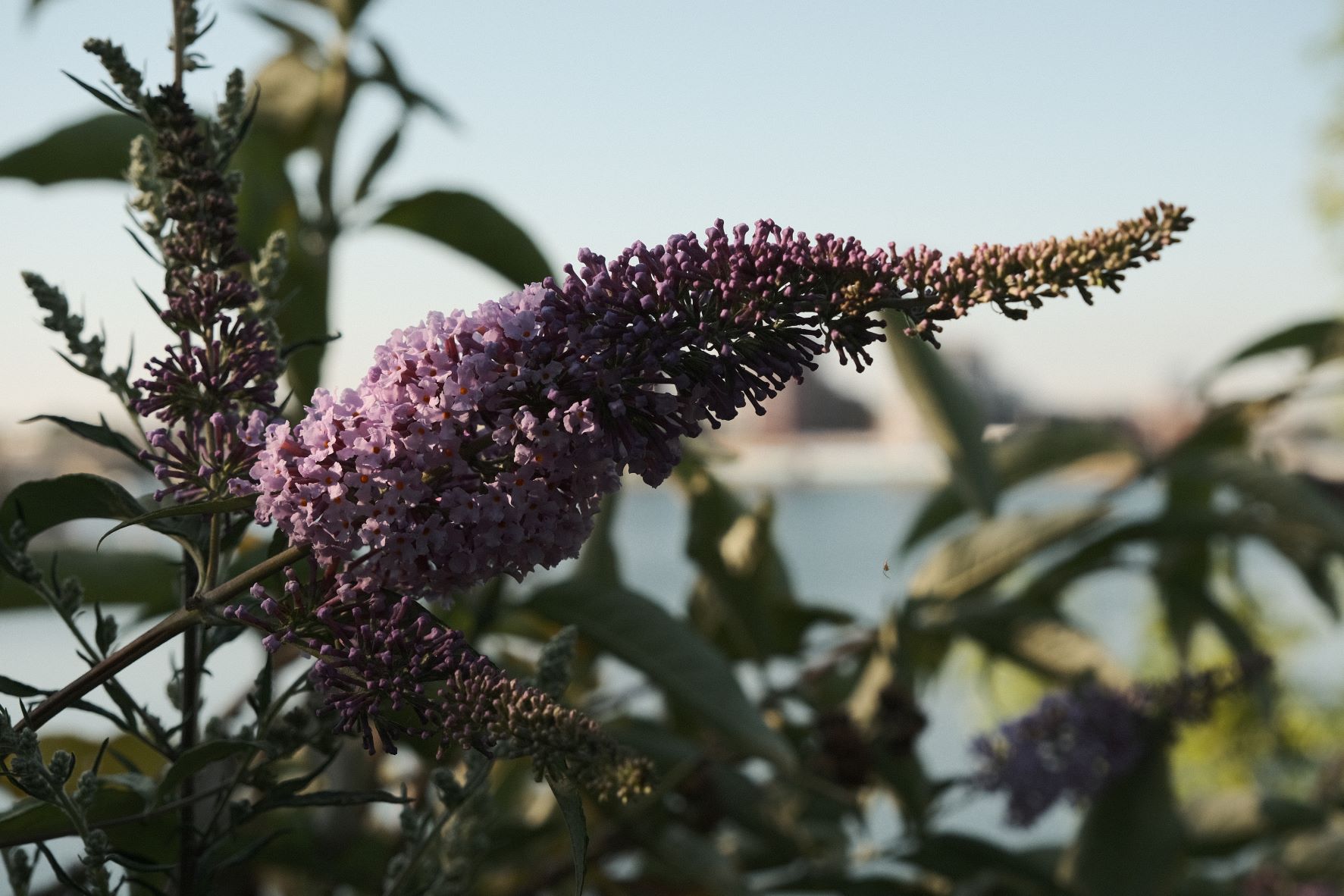 Kodak Aerocolor film recipe sample photo