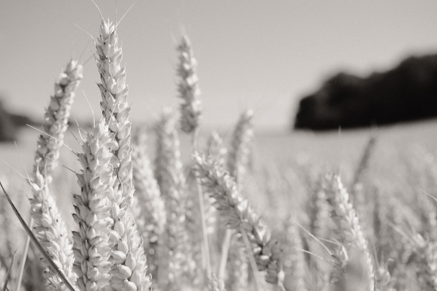 Monographic film recipe sample photo