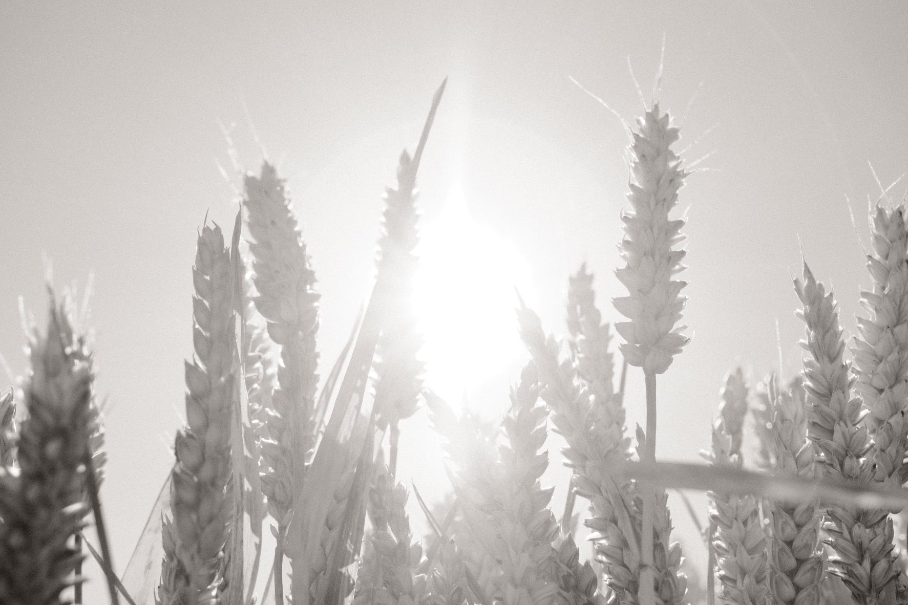 Monographic film recipe sample photo