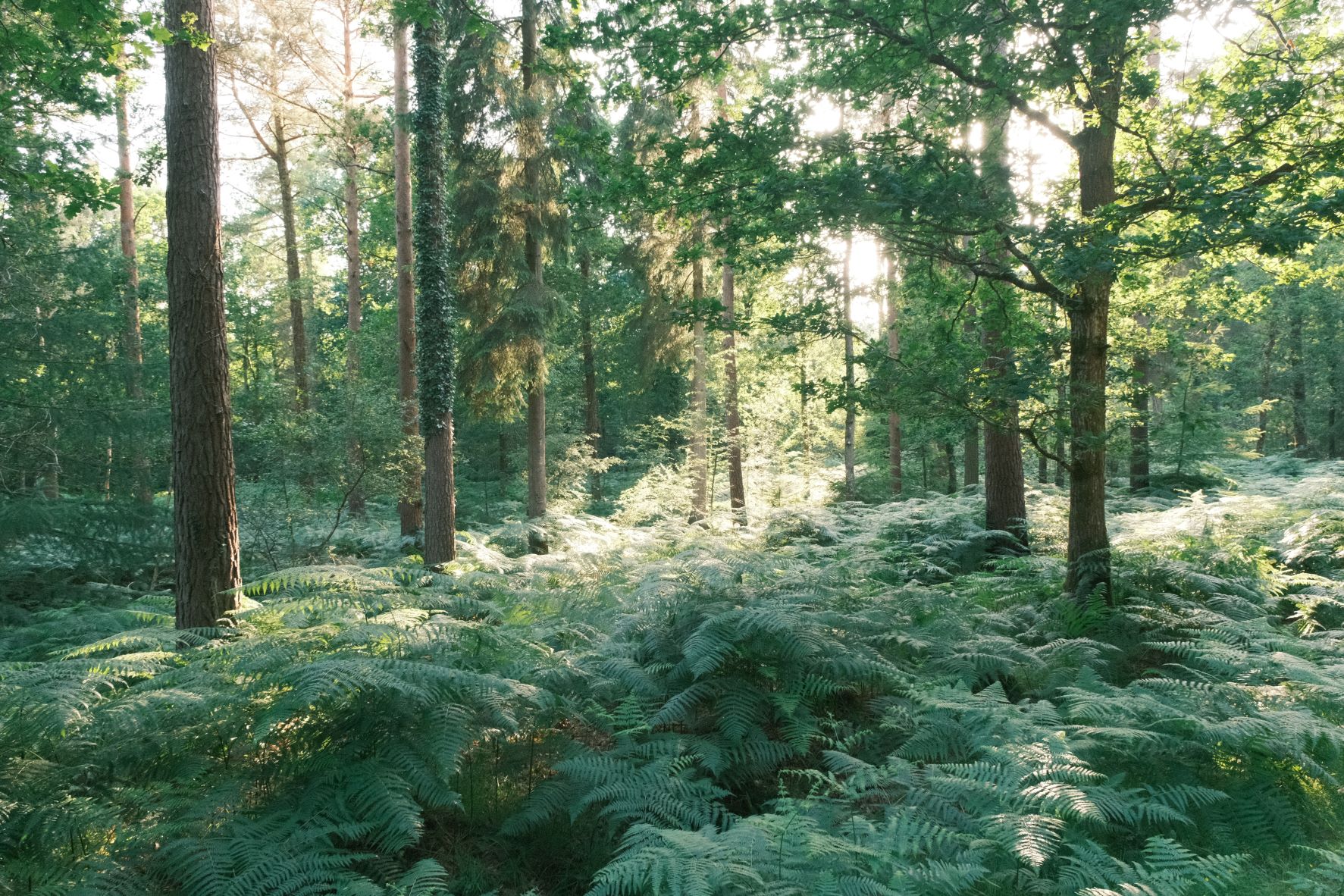 Tropicana film recipe sample photo