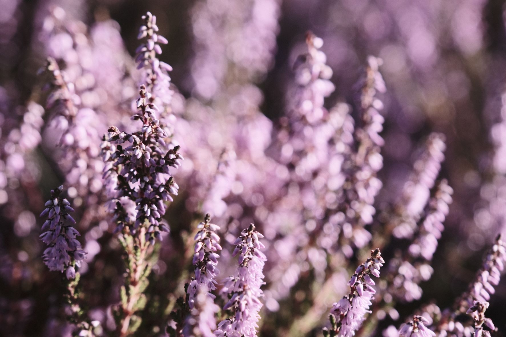Ultraviolet film recipe sample photo