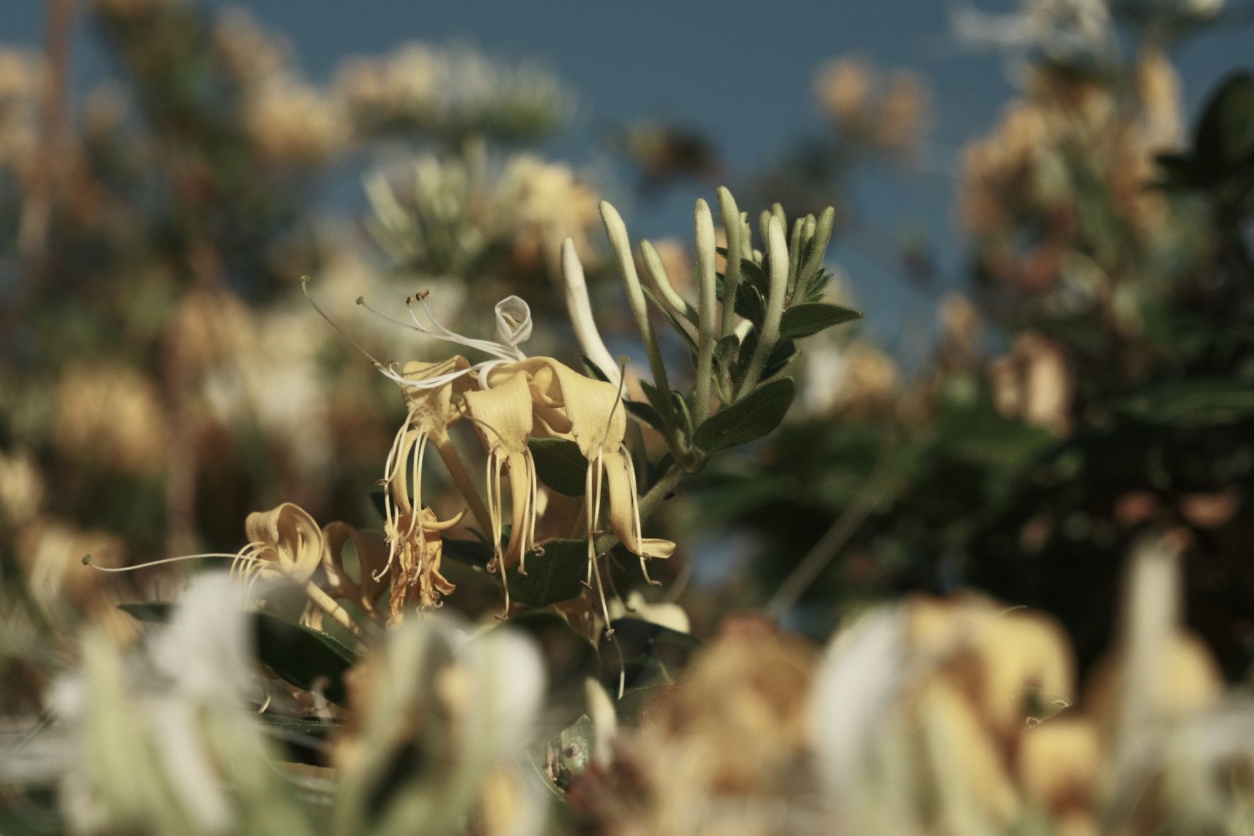 Old Fossil film recipe sample photo