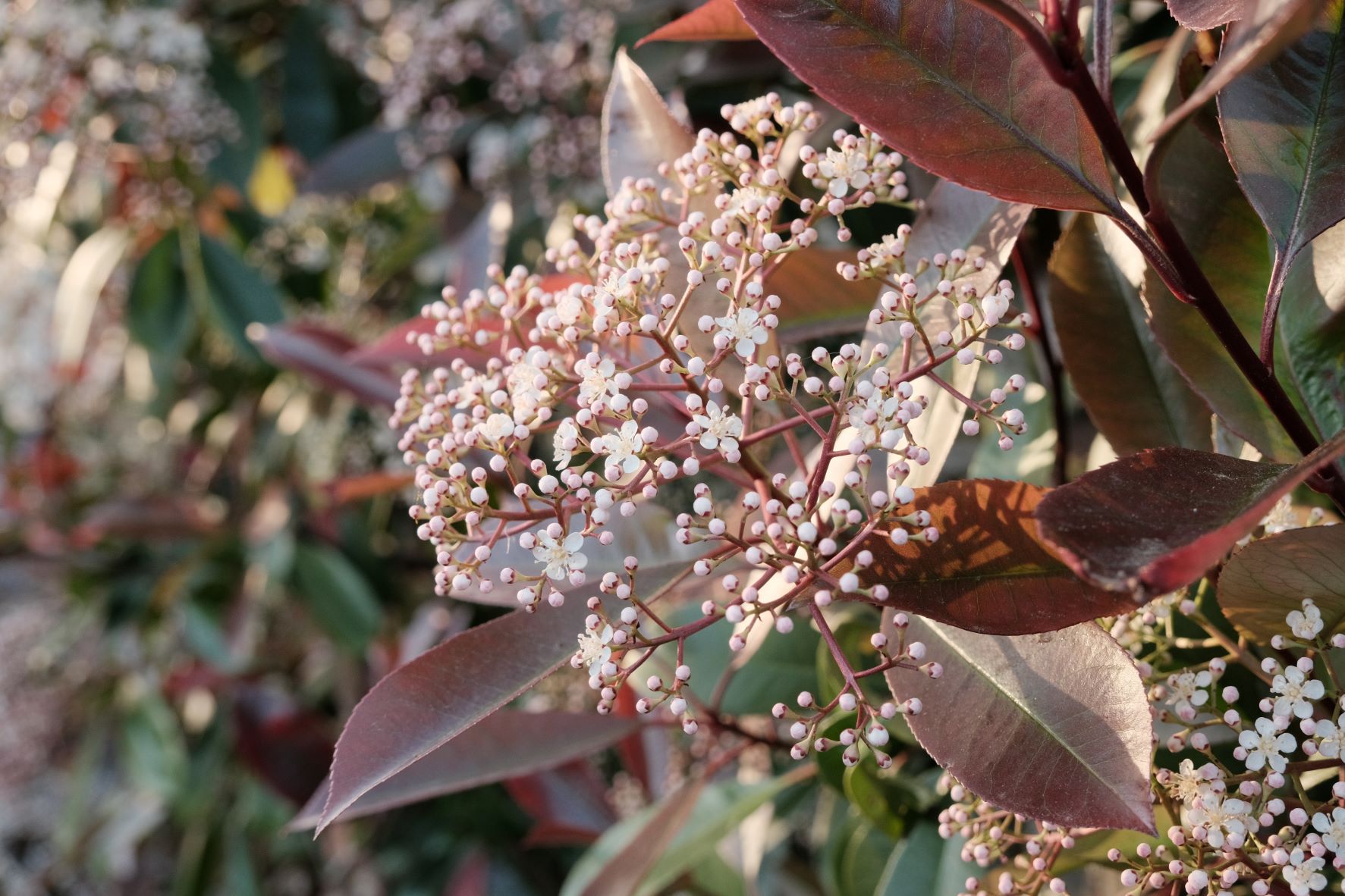 Cinechrome film recipe sample photo