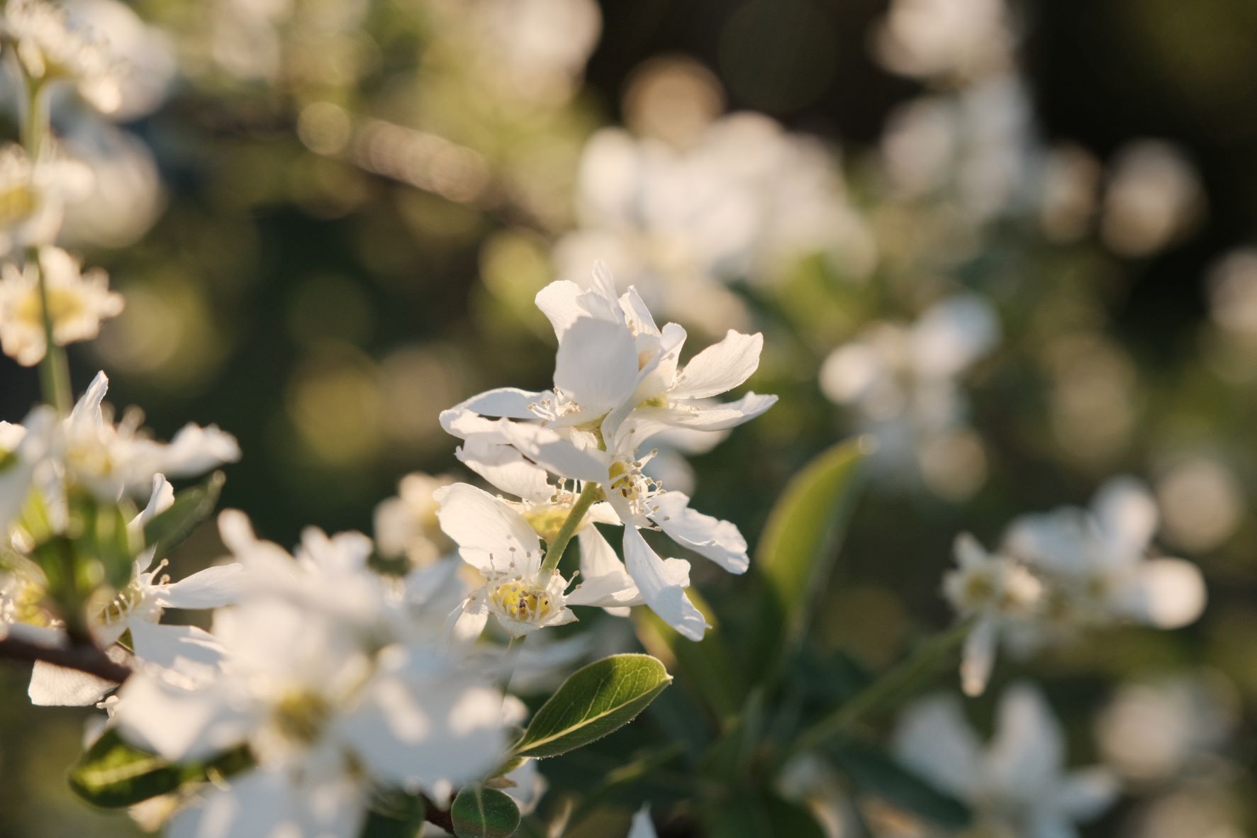 Cinechrome film recipe sample photo
