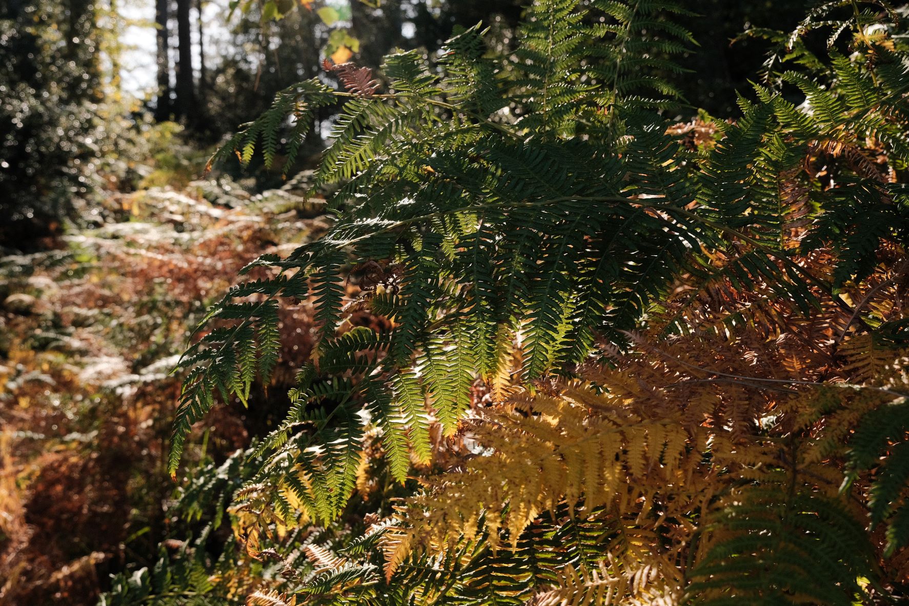 Shinrin Yoku film recipe sample photo