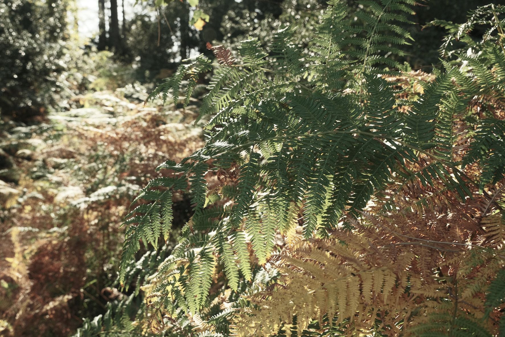 Old Fossil film recipe sample photo