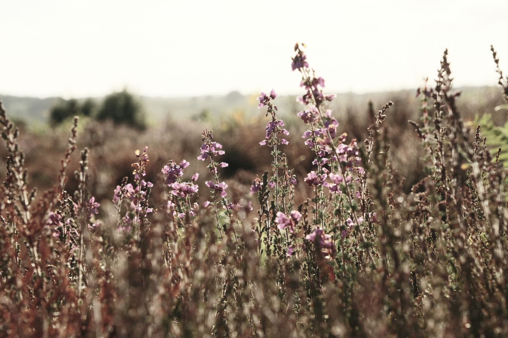 Old Fossil film recipe sample photo