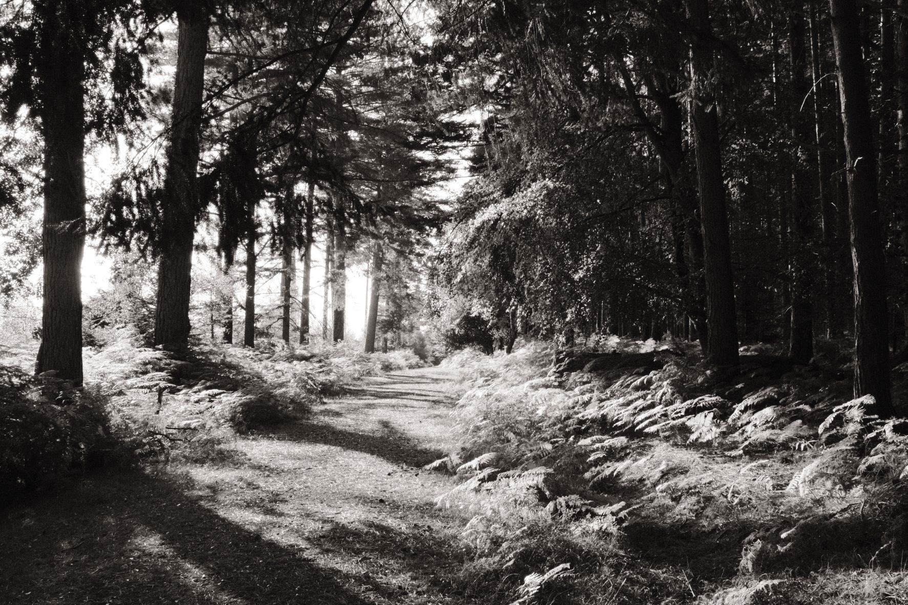 Monographic film recipe sample photo