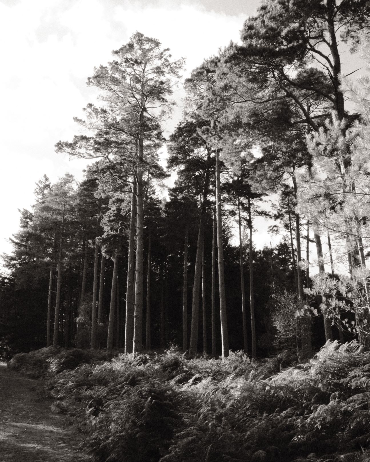 Monographic film recipe sample photo