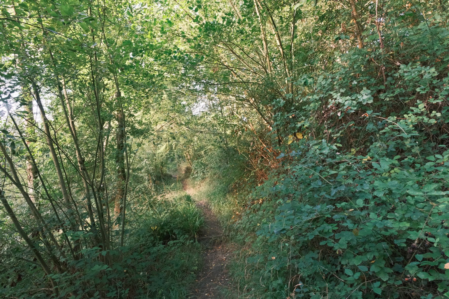 Fujicolor Daily film recipe sample photo