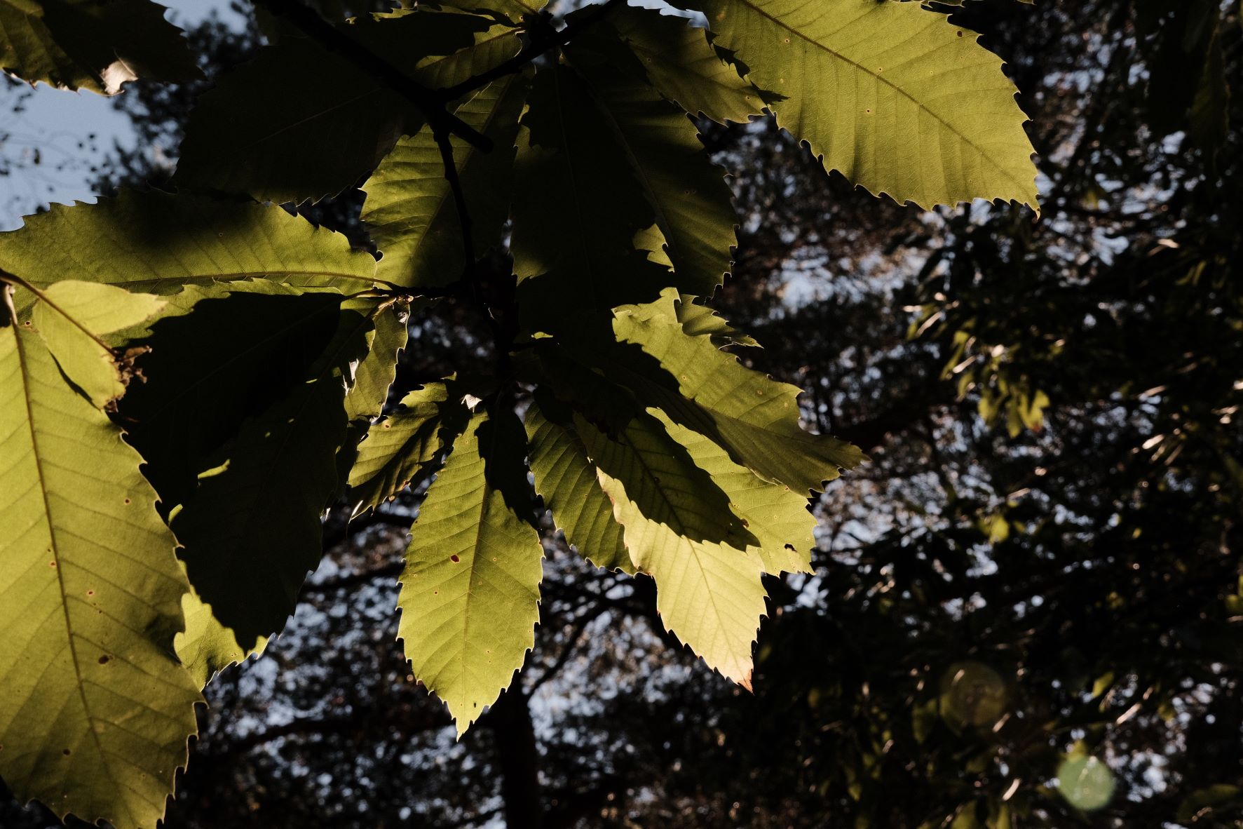 Deep Forest film recipe sample photo