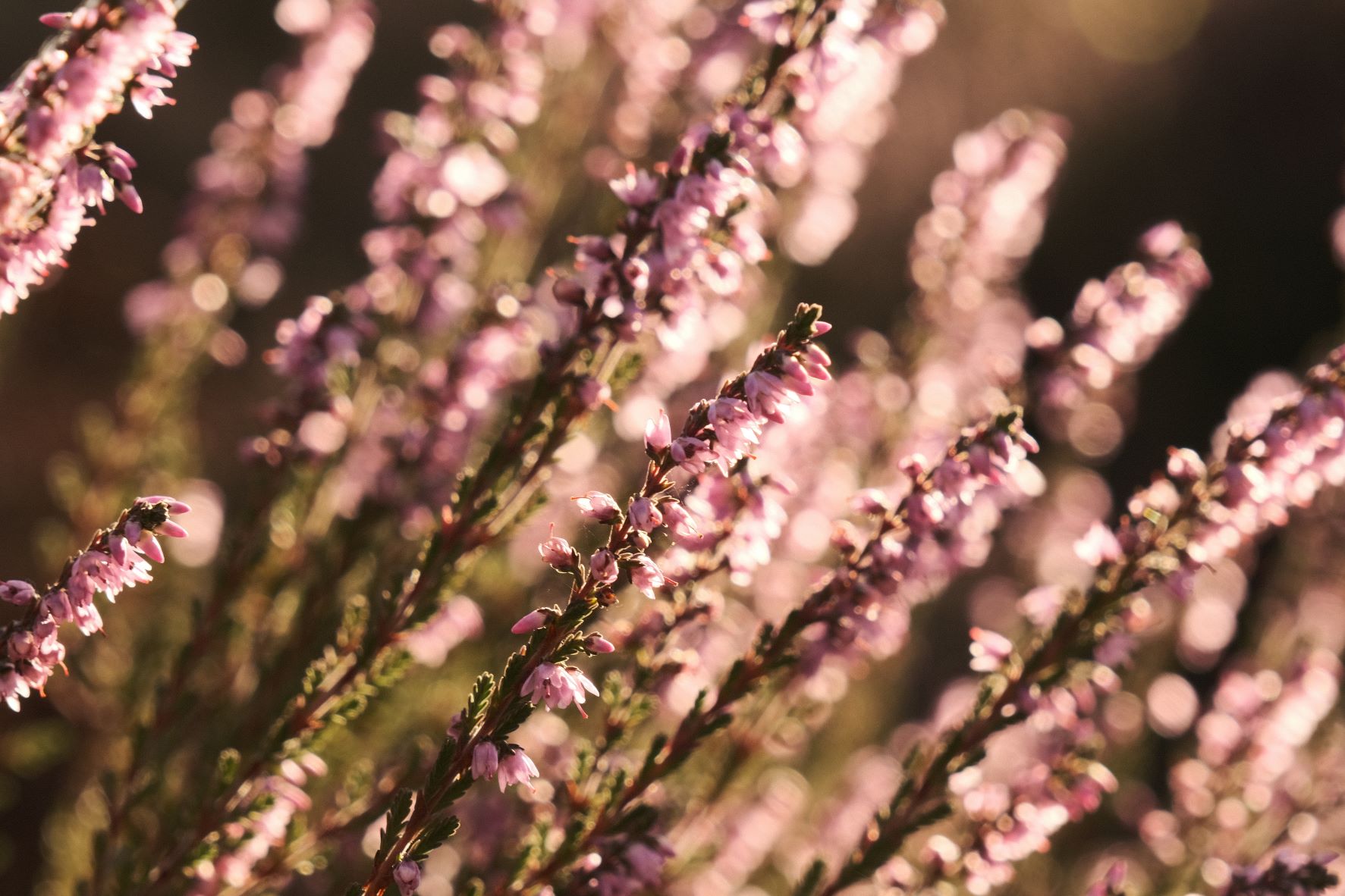Kodak Aerocolor film recipe sample photo