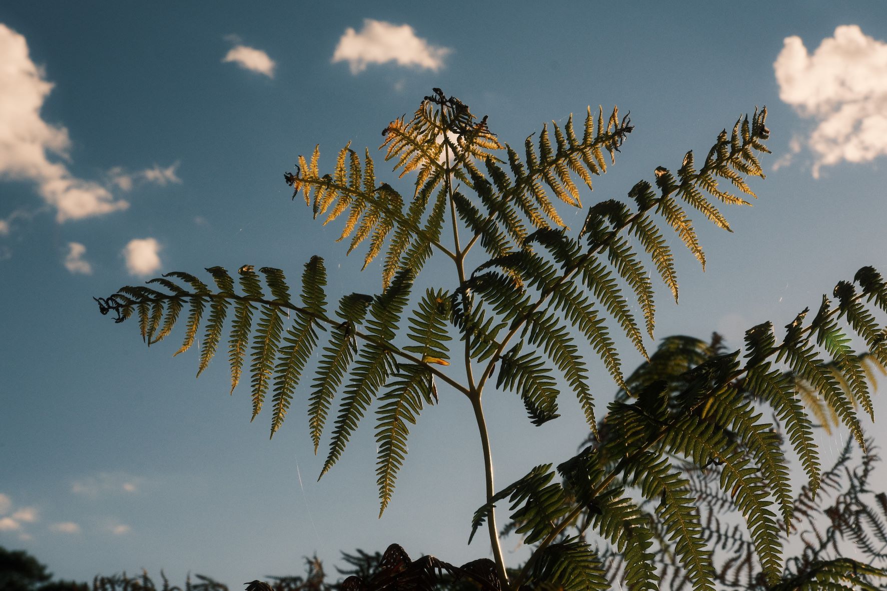 Dreamland film recipe sample photo