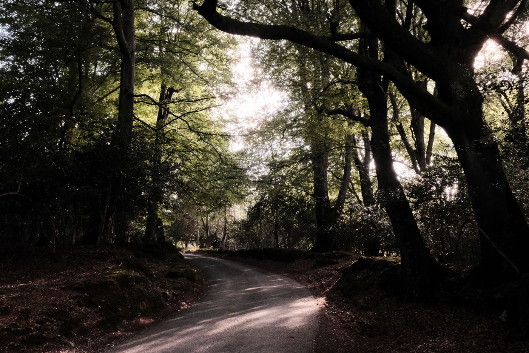 Deep Forest film recipe sample photo