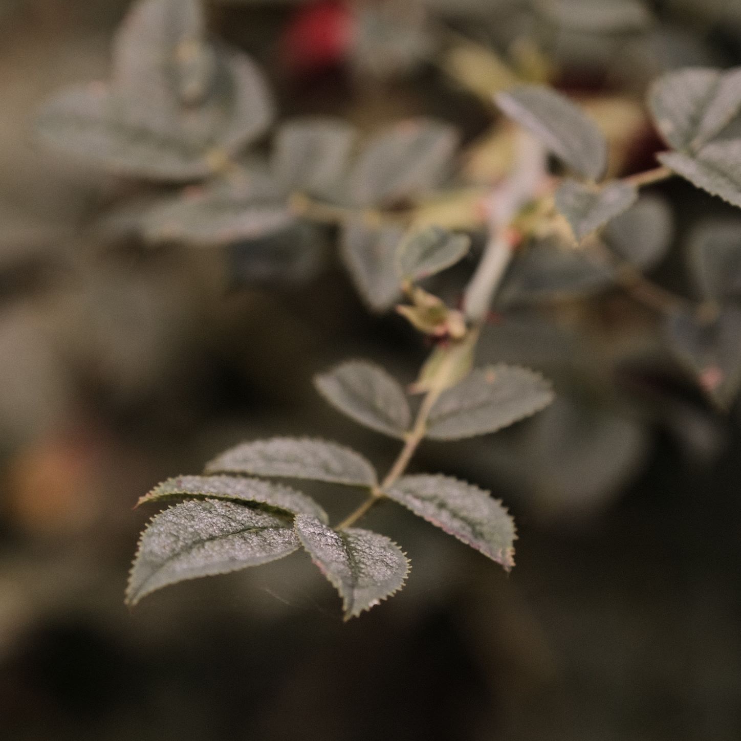 Deep Forest film recipe sample photo