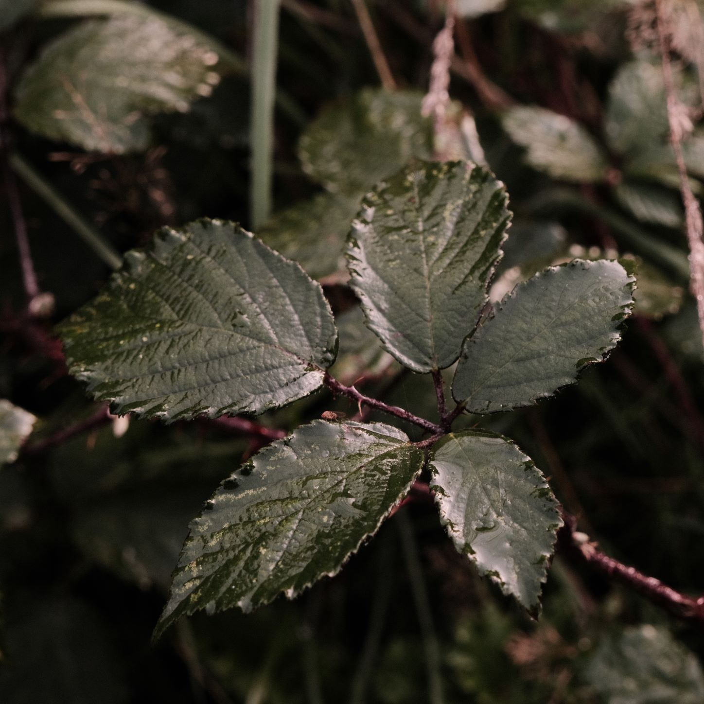 Deep Forest film recipe sample photo