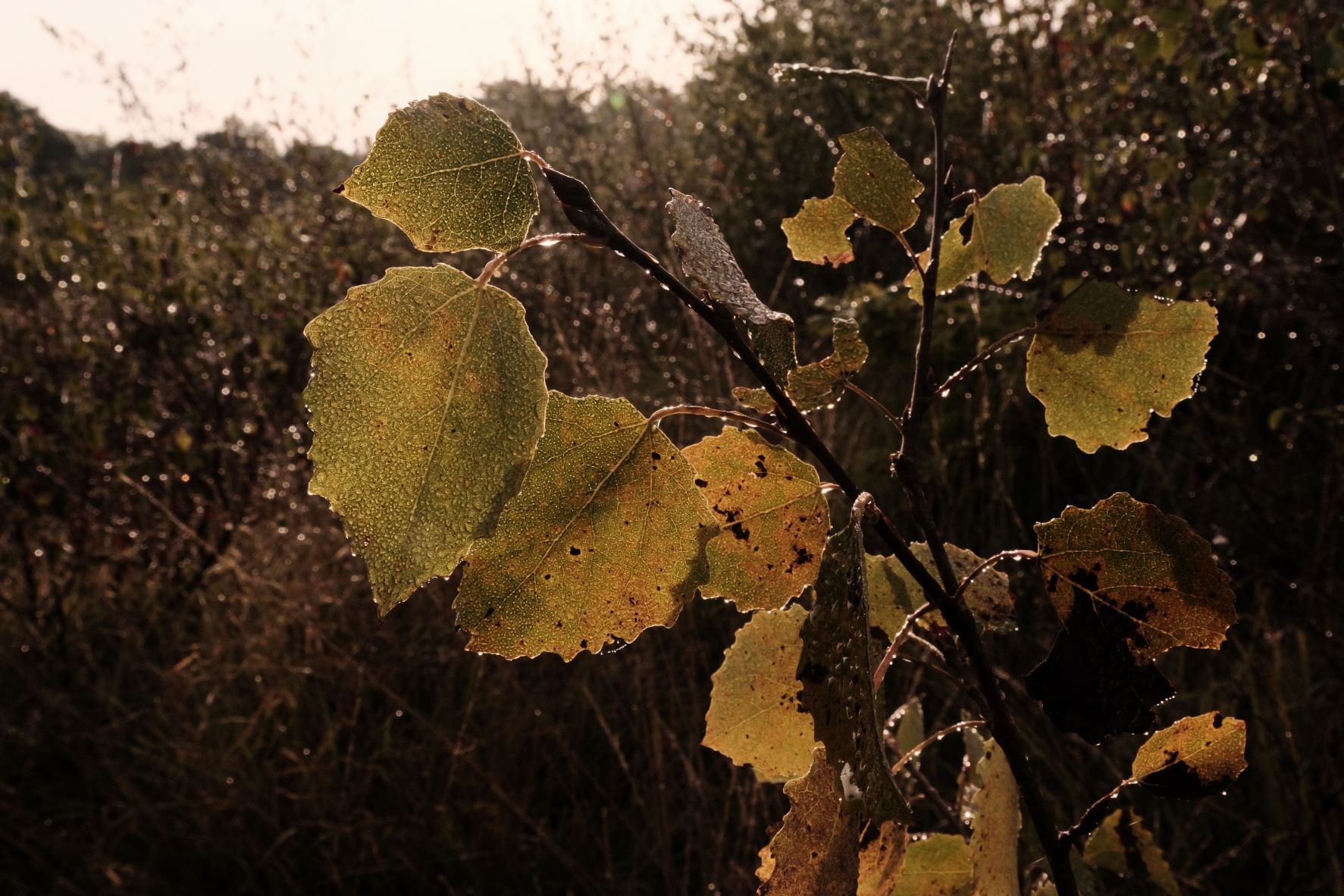 Deep Forest film recipe sample photo