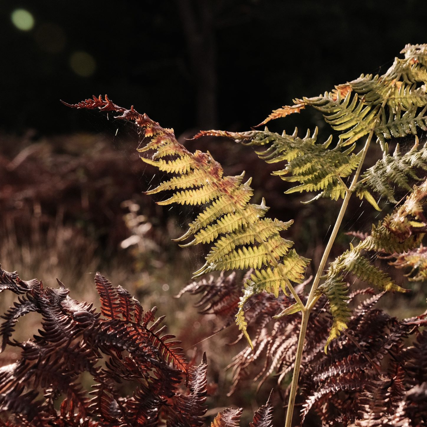 Deep Forest film recipe sample photo