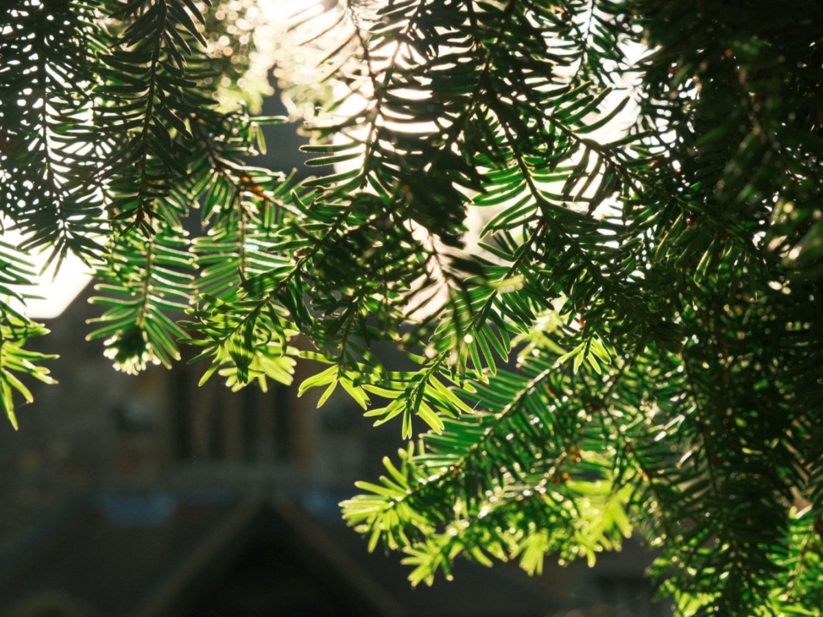 Fujicolor Daily, a Classic Negative All&nbsp;Rounder