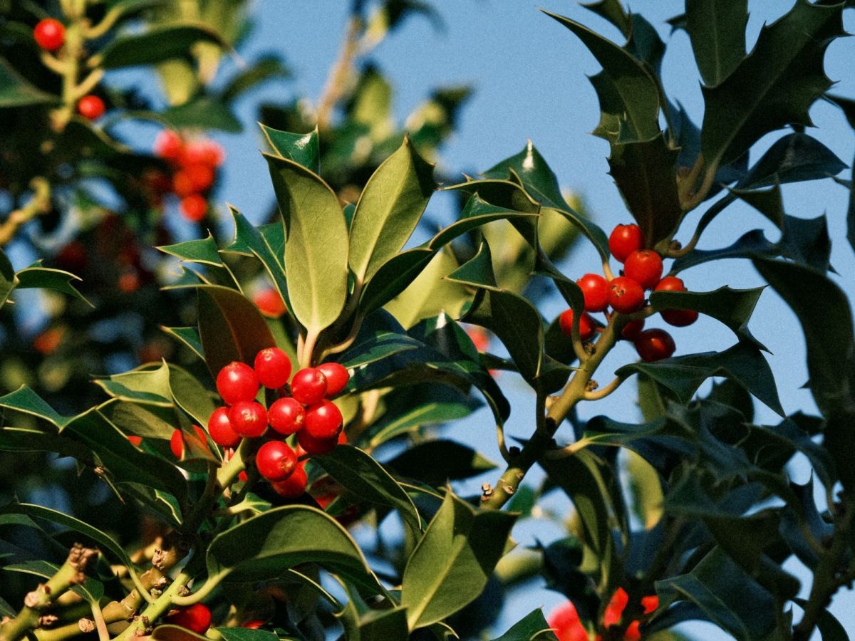 Grizzly Bear, a Recipe with Big&nbsp;Presence