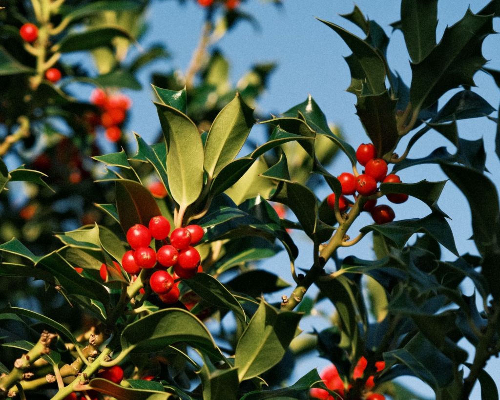 Grizzly Bear, a Recipe with Big&nbsp;Presence