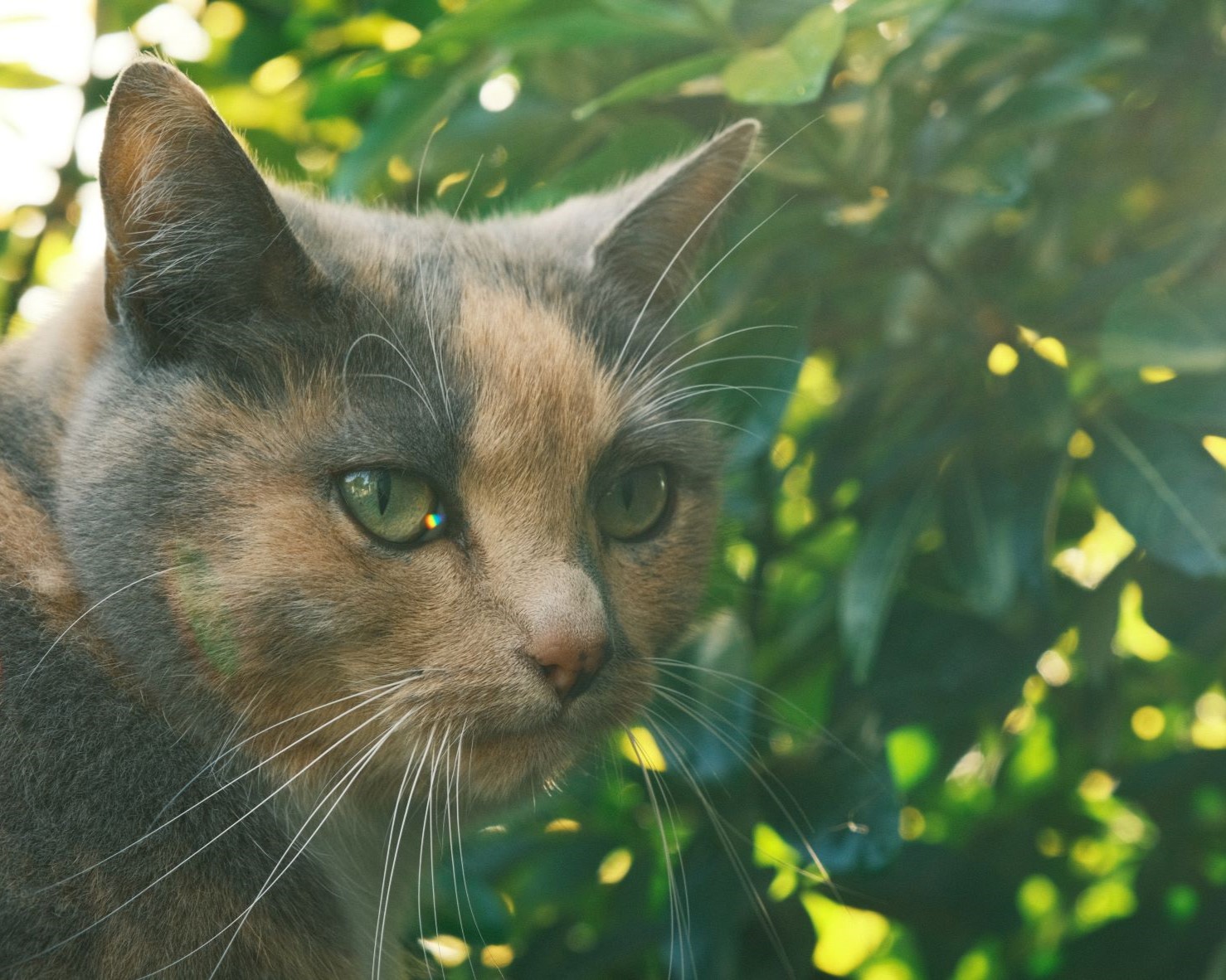 King Negative, Bold and Colourful Recipe