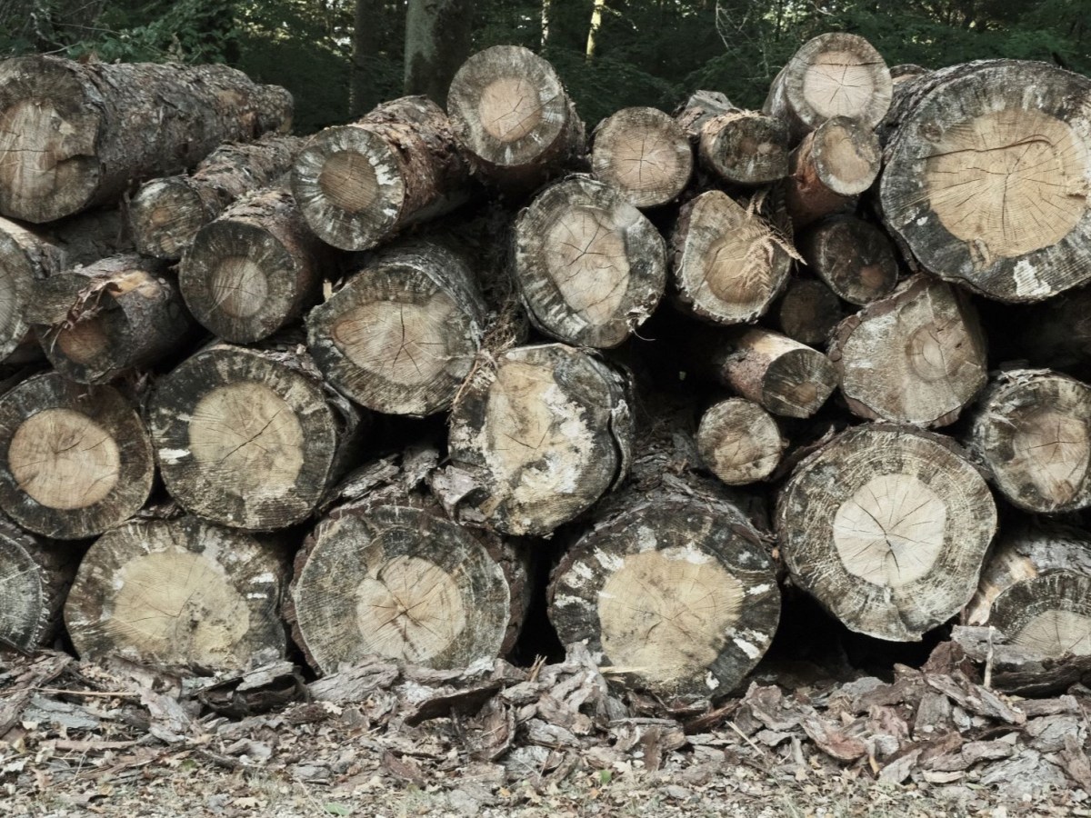 Old Fossil, for Muted Natural&nbsp;Shots