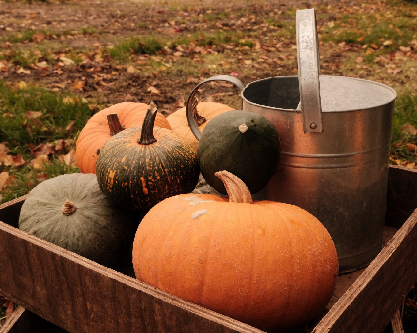 Pumpkin Patch, Warm & Hazy in Spooky Season