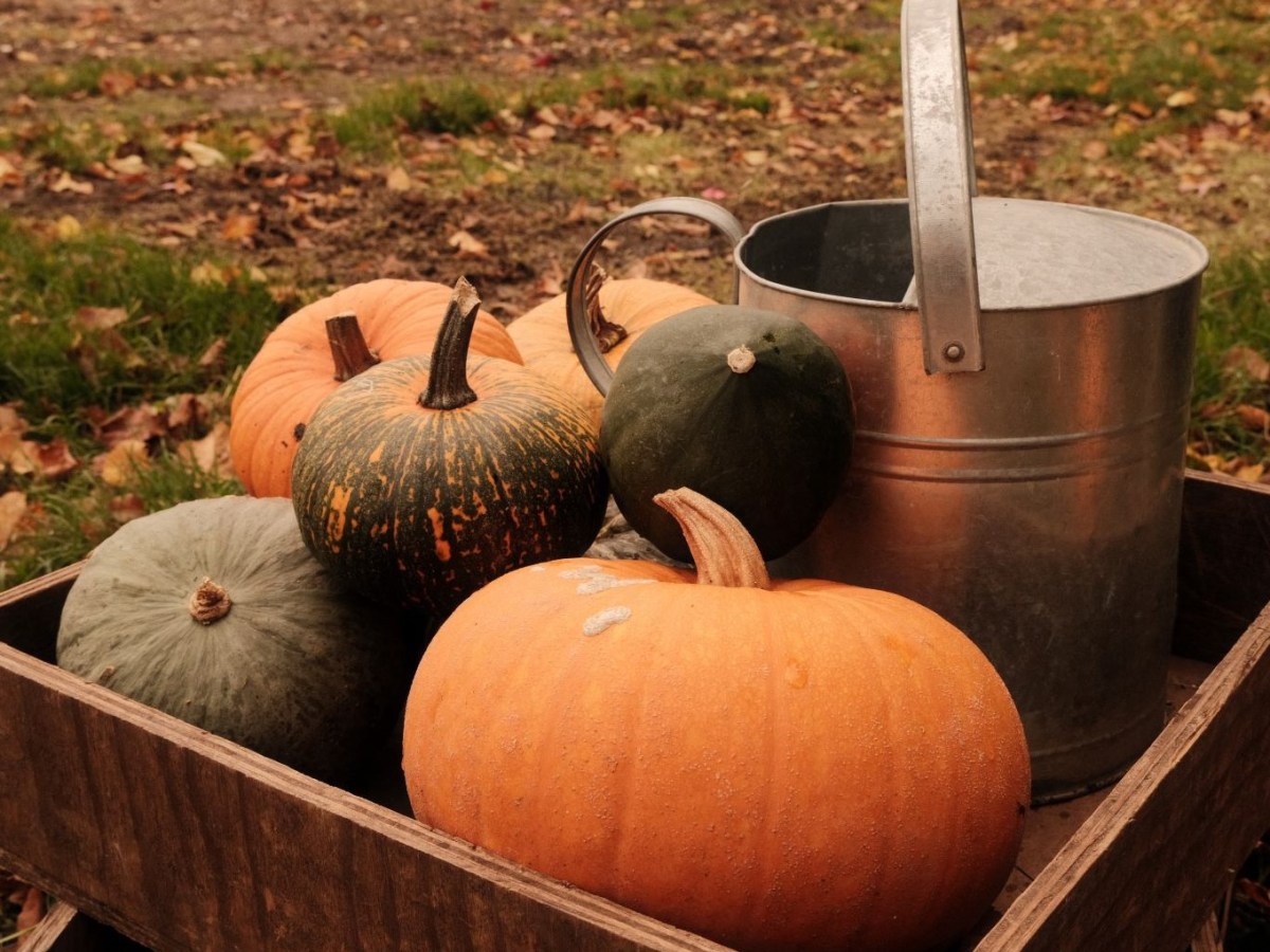 Pumpkin Patch, Warm & Hazy in Spooky&nbsp;Season