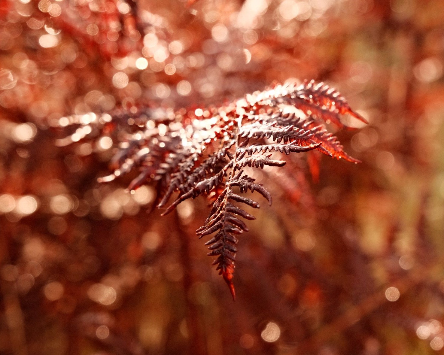 Ruby Tuesday, a Rusty Chrome Recipe